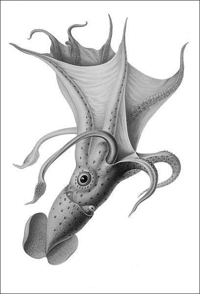 20120518-squid Histioteuthis_bonellii1.jpg